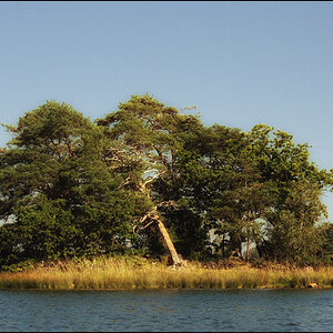 see baum