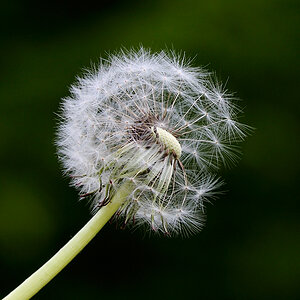 Pusteblume