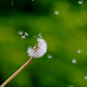 Pusteblume