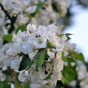 white blue