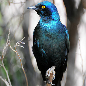 Riesenglanzstar
Solitaire, Namibia
(5760)