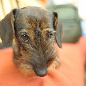 2010 04 16 FM2 Uebergabe Rhens D7C 8710