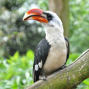 Tucan in der Zoom Erlebniswelt
Nikon D90 - 105mm - F5.6 - 1/500 - ISO800
