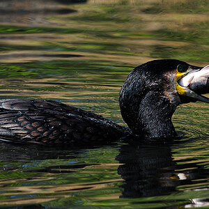 kormoran1