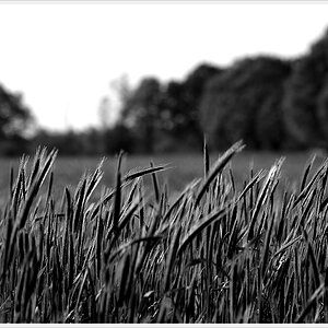 DSC6446 nff