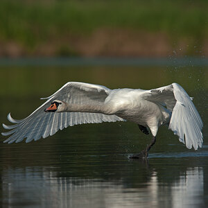 Schwan  10B 5753 bearbeitet 24. Mai 2010 001