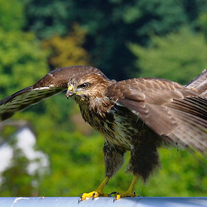 Bussard Fußballtor