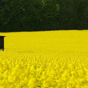 Hochstand im Rapsfeld