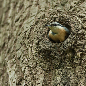 20100509 7864 [NIKON D2Xs]   300 mm  1 250 Sek. bei ƒ   2,8