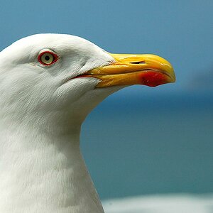 Möwe