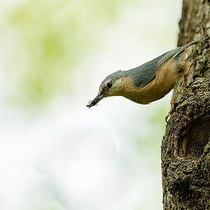 20100509 7763 [NIKON D2Xs]   300 mm  1 350 Sek. bei ƒ   3,2