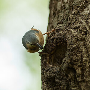20100509 7765 [NIKON D2Xs]   300 mm  1 350 Sek. bei ƒ   3,2