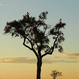 botswana kenzaburo forum 15