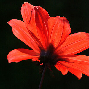 Gerbera2