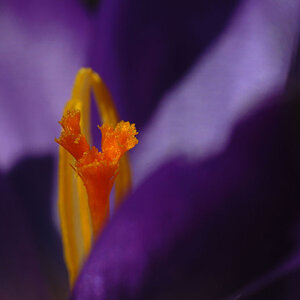 Krokus