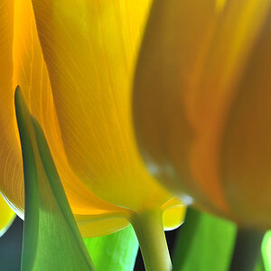 Tulpe