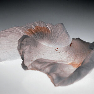 Mohn2