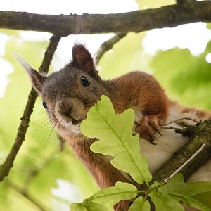 web Wildpark Hoellohe 100522 4611