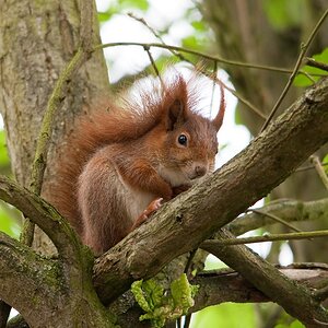 web Wildpark Hoellohe 100522 4597