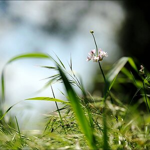 Blümchen mit dem 70-200 VR II