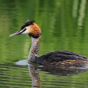 Haubentaucher
am Kastenweiher