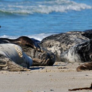 Helgoland, Kegelrobben am Nordstrand