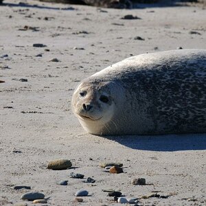 Kegelrobbe 1600x1071
