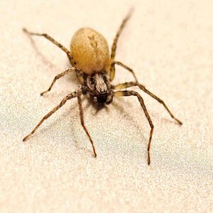 Welche Spinne?