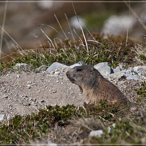 murmel1