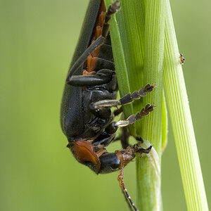 2010 05 23 Weichkäfer Soldatenkäfer