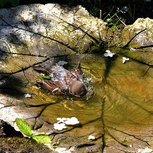 Rasche Kopfrotationen
