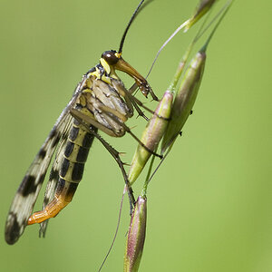 2010 05 23 Scorpionfliege