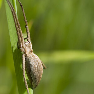 2010 05 23 Spinne