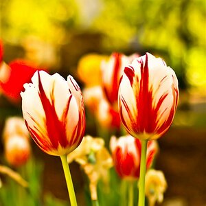 Tulpen (allerdings mit nem Voigtländer Objektiv)