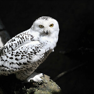 Naturzoo Rheine 22.05.2010