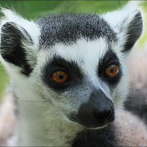 Naturzoo Rheine 22.05.2010 - Katta