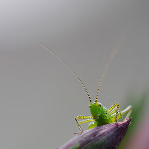 Leptophyes punctatissima  Gewöhnliche Zartschrecke 01
