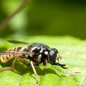 2010 05 30 Schwebfliege