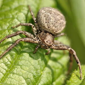 2010 05 23 Krabbenspinne 01-01