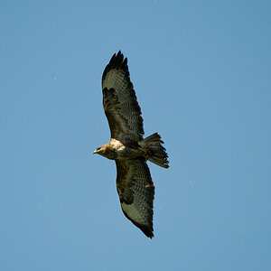 Seeadler