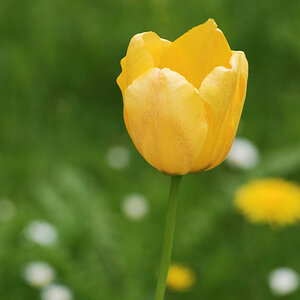 Tulpe