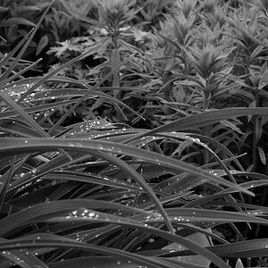 staudengarten 16.05. 7