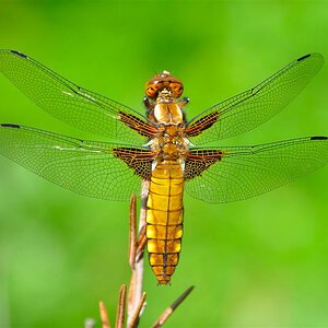Libelle (Canon 500D)
