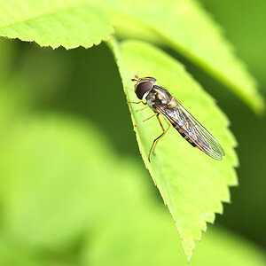 2010 05 30 Schwebfliege