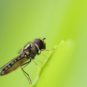 2010 05 30 Schwebfliege