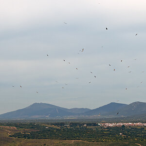 extremadura geier 1