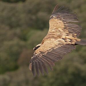 extremadura geier 2 2