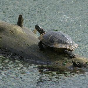 Rotwangen-Schmuckschildkröte im Wildpark Stuttgart, Pfaffensee, 06.06.2010. Nikon D200, Micro-Nikkor 4/200 mm, ISO 200, Blende 8.