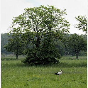 DSC6746 nff