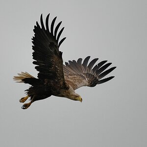 Usedom adler